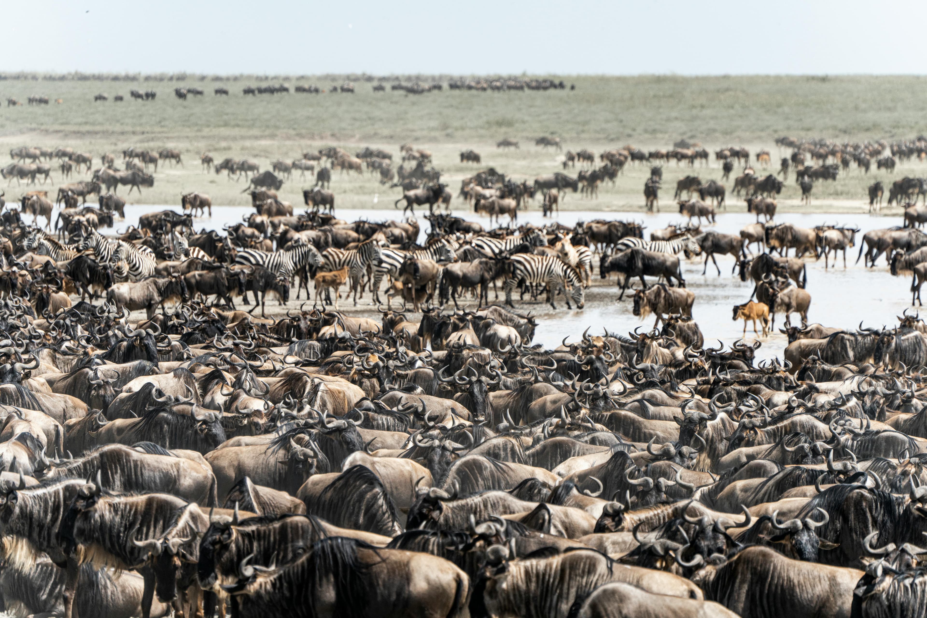Unlocking the Magic of the Serengeti: A Tanzania Safari Adventure