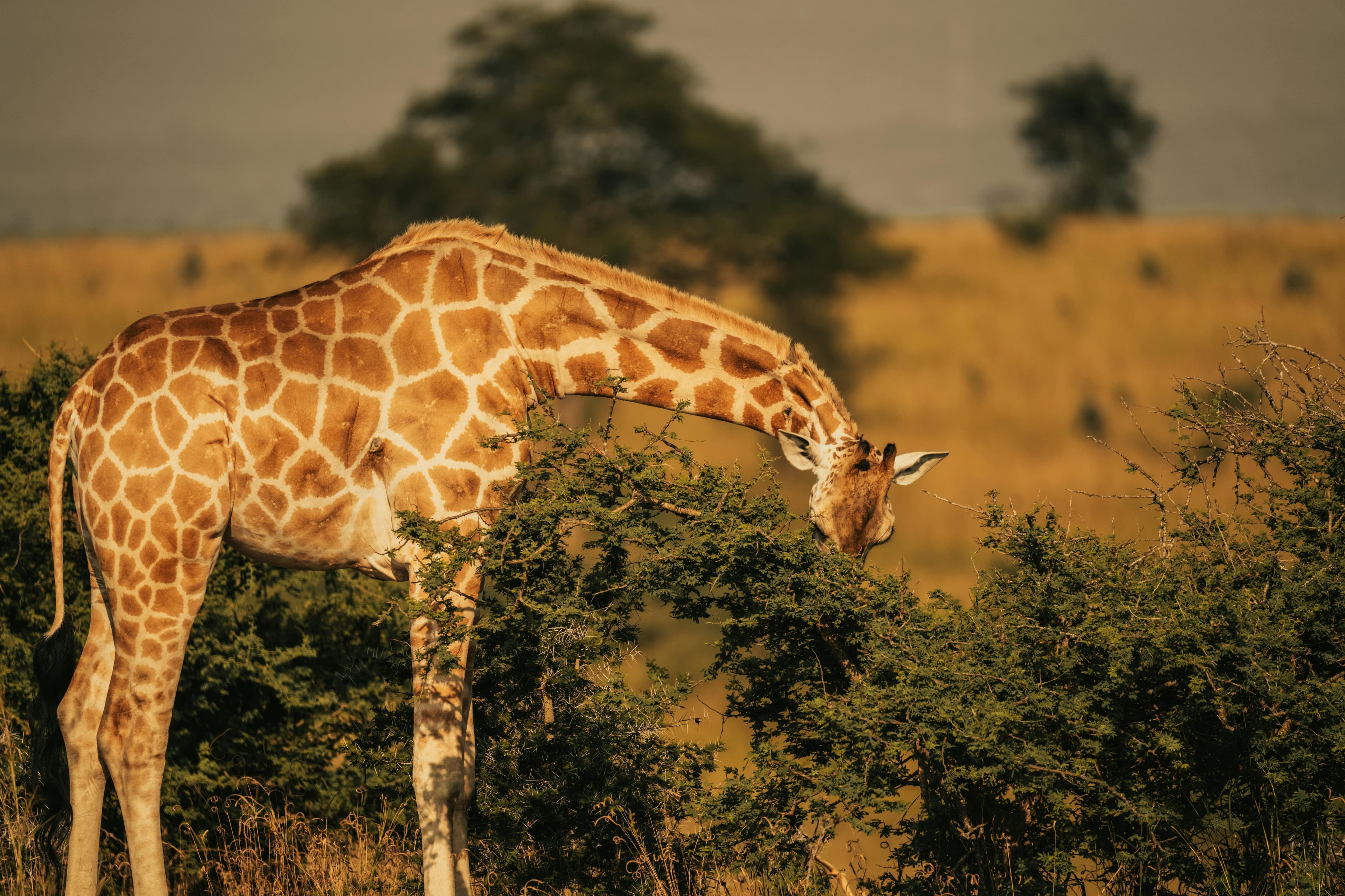 Discover the Breathtaking Beauty of the African Savannah