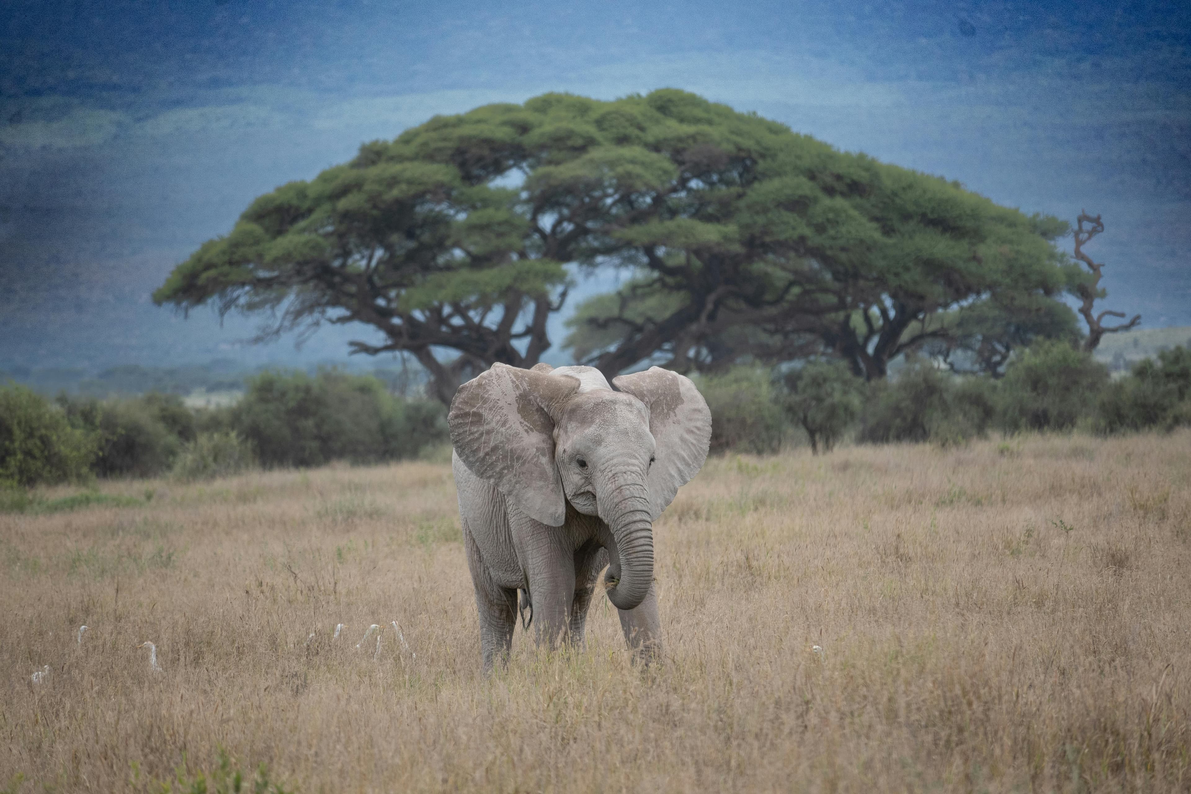 Unlock the Secrets of Timeless Kenya