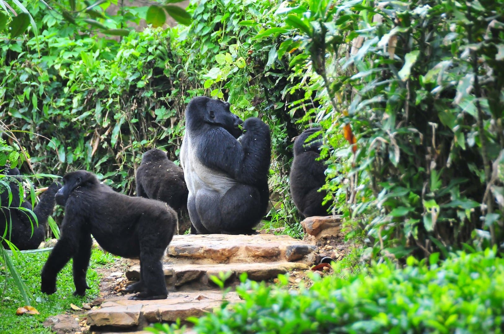 Bwindi Impenetrable National Park