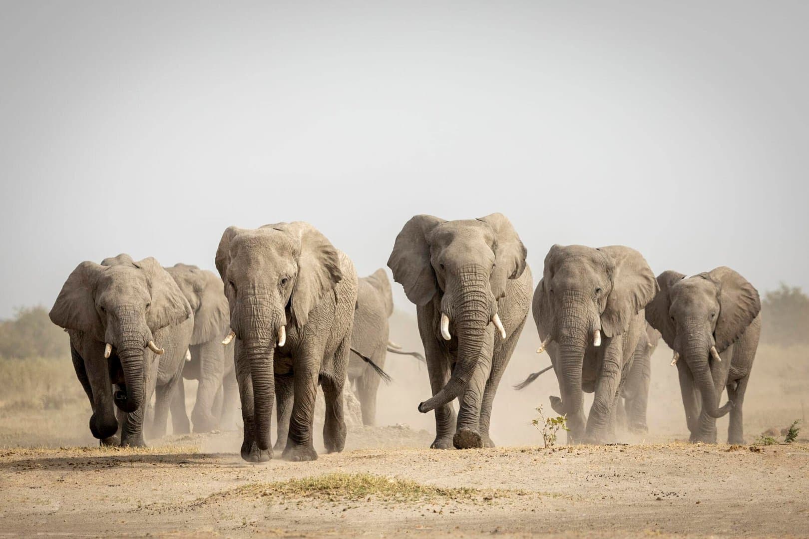 Elephant herd