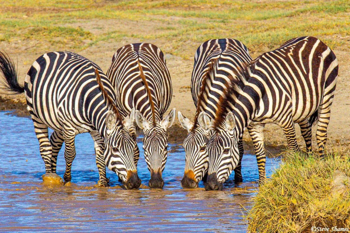 Zebras drinking