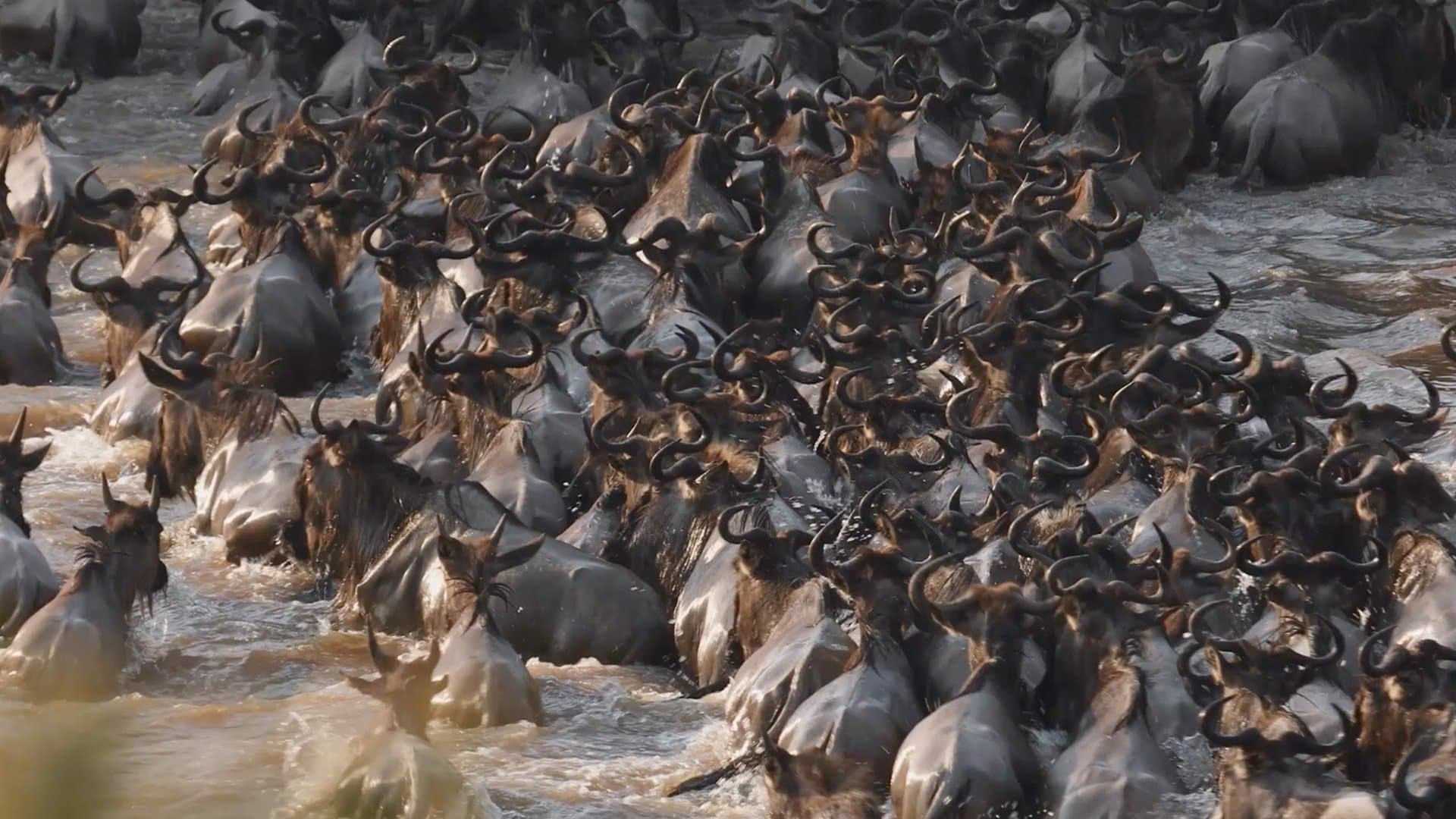Safari sunset silhouette